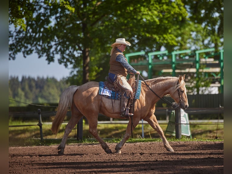 American Quarter Horse Wallach 13 Jahre 158 cm Palomino in Wallenhorst