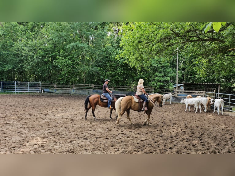 American Quarter Horse Wallach 13 Jahre 158 cm Palomino in Wallenhorst