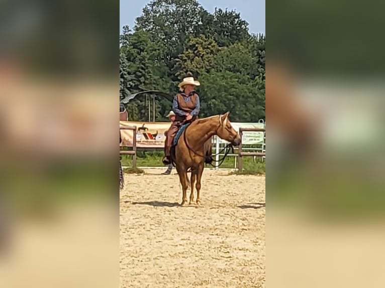 American Quarter Horse Wallach 13 Jahre 158 cm Palomino in Wallenhorst