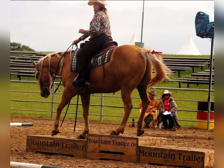 American Quarter Horse Wallach 13 Jahre 158 cm Palomino in Wallenhorst