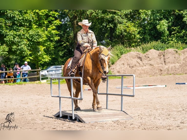 American Quarter Horse Wallach 13 Jahre 158 cm Palomino in Wallenhorst