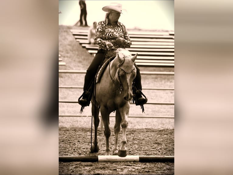 American Quarter Horse Wallach 13 Jahre 158 cm Palomino in Wallenhorst