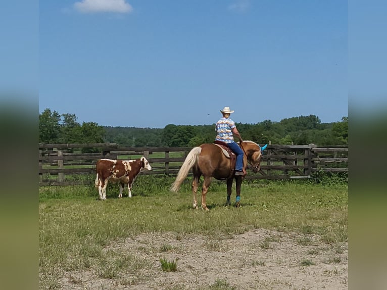 American Quarter Horse Wallach 13 Jahre 158 cm Palomino in Wallenhorst