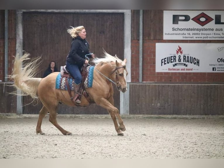 American Quarter Horse Wallach 13 Jahre 158 cm Palomino in Wallenhorst