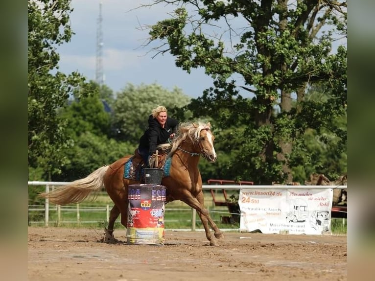 American Quarter Horse Wallach 13 Jahre 158 cm Palomino in Wallenhorst