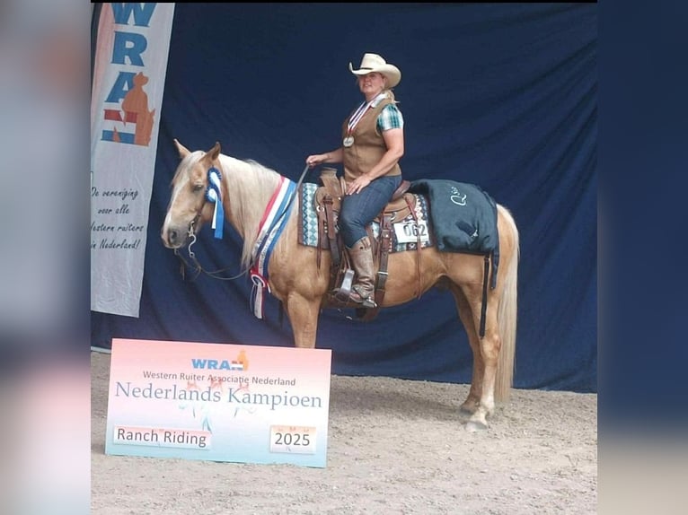 American Quarter Horse Wallach 13 Jahre 158 cm Palomino in Wallenhorst