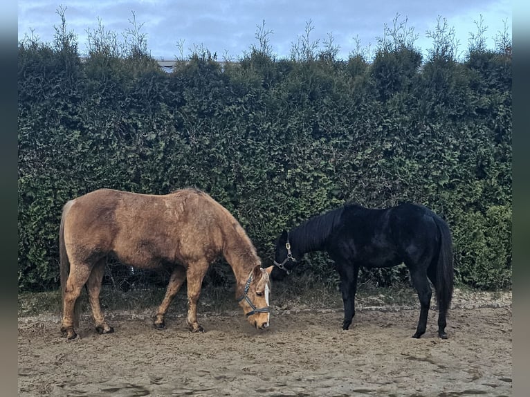 American Quarter Horse Wallach 13 Jahre 158 cm Palomino in Wallenhorst