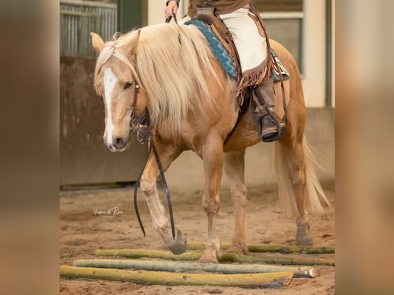 American Quarter Horse Wallach 13 Jahre 158 cm Palomino in Wallenhorst
