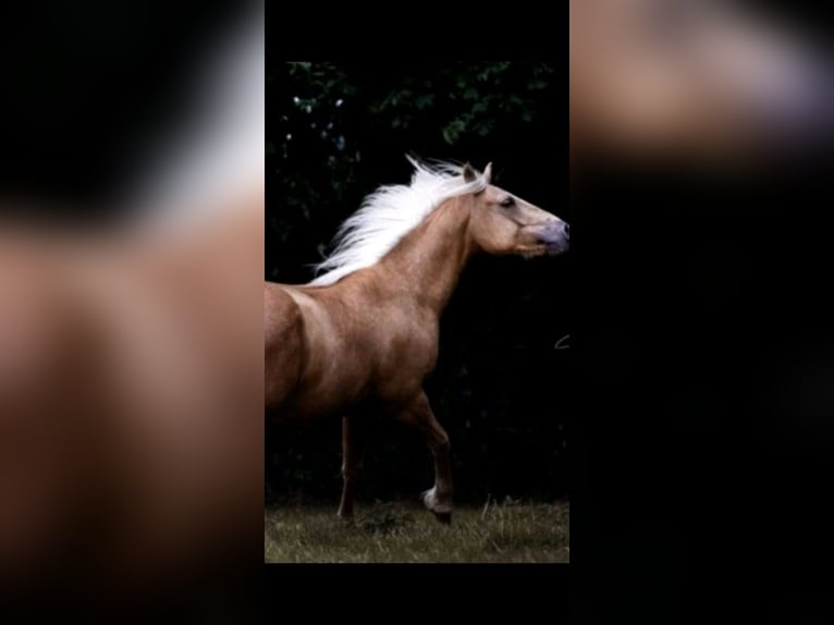 American Quarter Horse Wallach 13 Jahre 158 cm Palomino in Wallenhorst