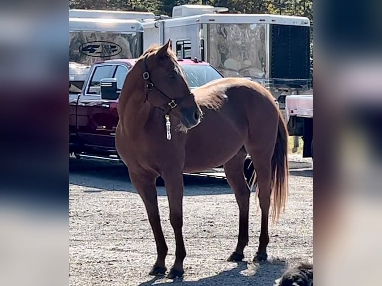 American Quarter Horse Wallach 13 Jahre 160 cm Dunkelfuchs in Northfield