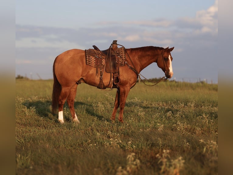 American Quarter Horse Wallach 13 Jahre 160 cm Falbe in Mount Vernon, TX