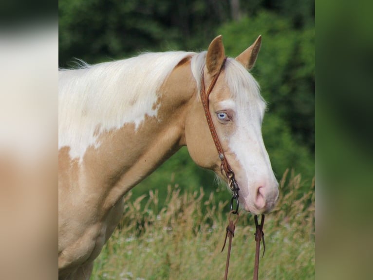 American Quarter Horse Wallach 13 Jahre 160 cm Palomino in Brodhead KY