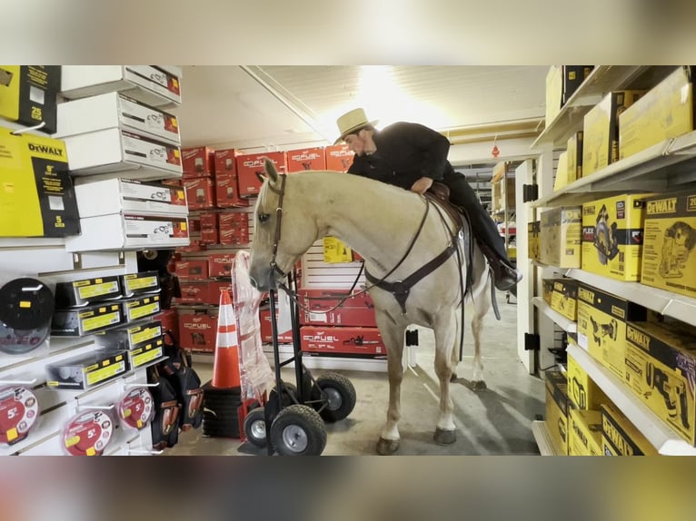 American Quarter Horse Mix Wallach 13 Jahre 160 cm Palomino in Rebersburg, PA