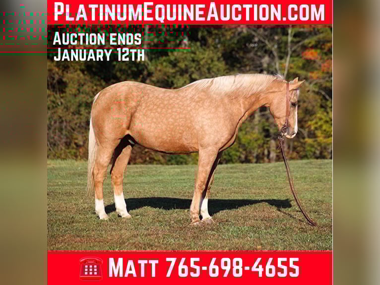 American Quarter Horse Wallach 13 Jahre 160 cm Palomino in Brodhead Ky