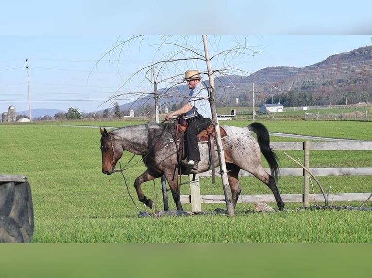 American Quarter Horse Mix Wallach 13 Jahre 160 cm in Rebersburg, PA