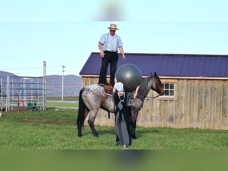 American Quarter Horse Mix Wallach 13 Jahre 160 cm in Rebersburg, PA
