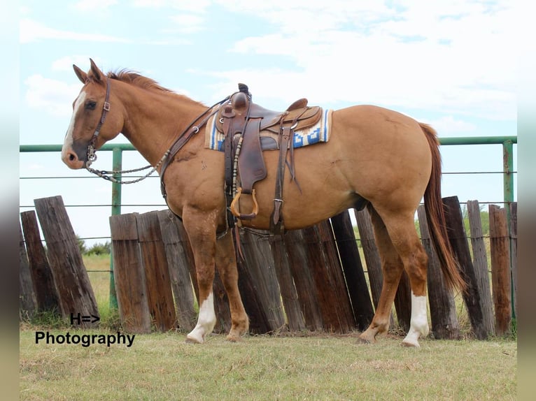 American Quarter Horse Mix Wallach 13 Jahre 160 cm Red Dun in Cushing, OK