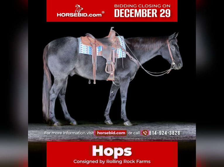 American Quarter Horse Wallach 13 Jahre 160 cm Roan-Blue in Clarion