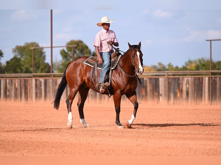 American Quarter Horse Wallach 13 Jahre 160 cm Rotbrauner in Mount Vernon