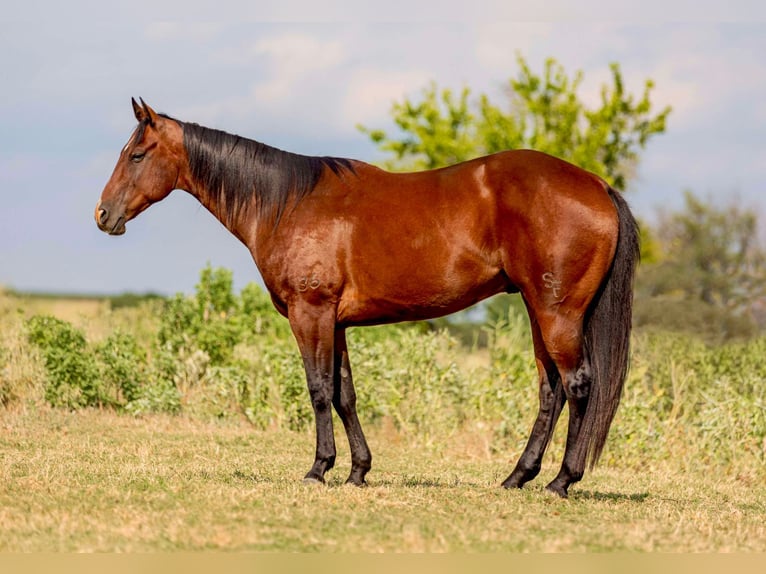 American Quarter Horse Wallach 13 Jahre 160 cm Rotbrauner in Weatherford TX