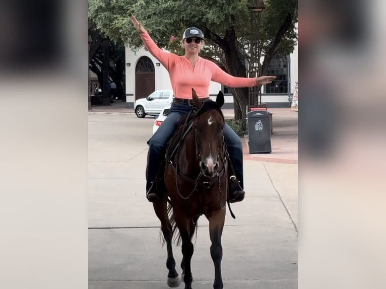 American Quarter Horse Wallach 13 Jahre 160 cm Rotbrauner in Weatherford TX