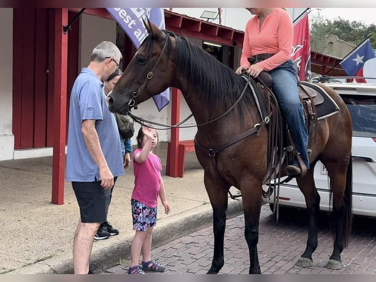 American Quarter Horse Wallach 13 Jahre 160 cm Rotbrauner in Weatherford TX