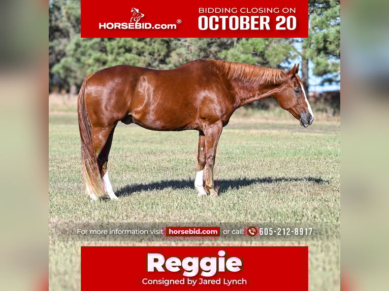 American Quarter Horse Wallach 13 Jahre 160 cm Rotfuchs in Canistota