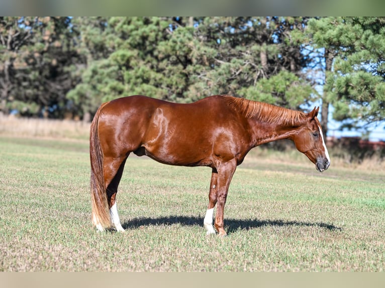 American Quarter Horse Wallach 13 Jahre 160 cm Rotfuchs in Canistota