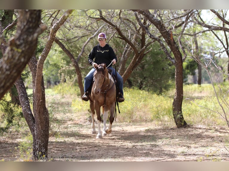 American Quarter Horse Wallach 13 Jahre 160 cm Tobiano-alle-Farben in Stephenville TX