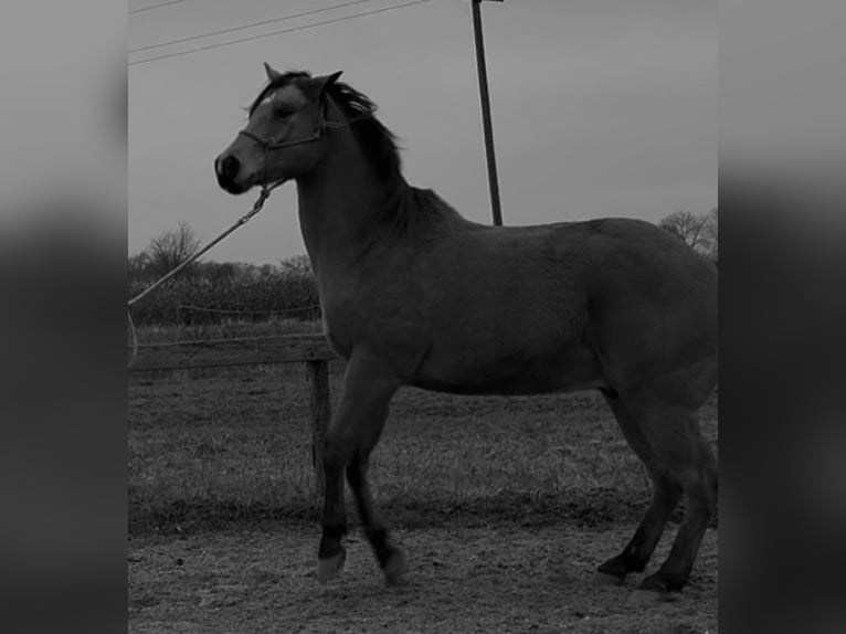 American Quarter Horse Wallach 13 Jahre 161 cm Buckskin in Mörbisch am See