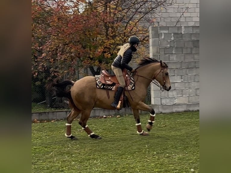 American Quarter Horse Wallach 13 Jahre 161 cm Buckskin in Mörbisch am See