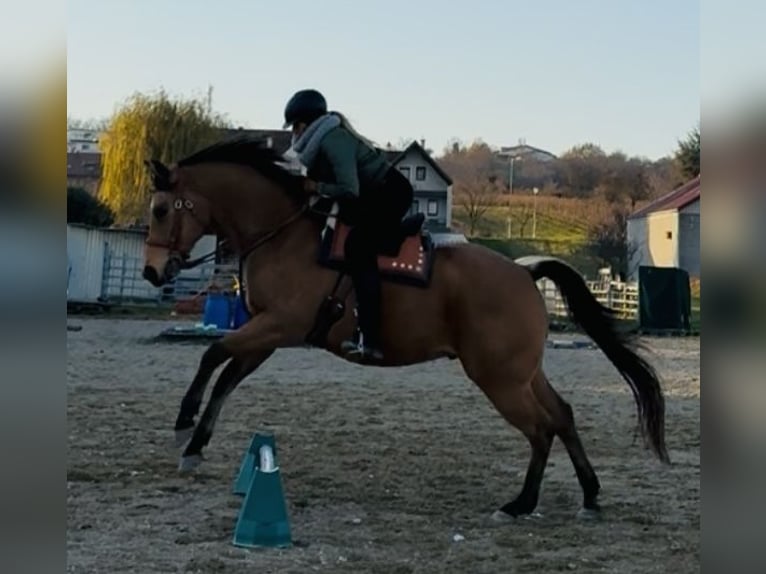 American Quarter Horse Wallach 13 Jahre 161 cm Buckskin in Mörbisch am See