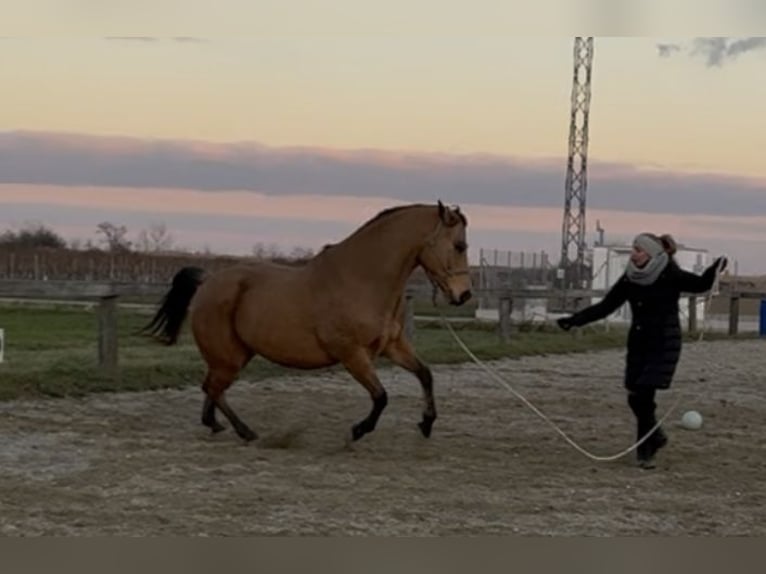 American Quarter Horse Wallach 13 Jahre 161 cm Buckskin in Mörbisch am See