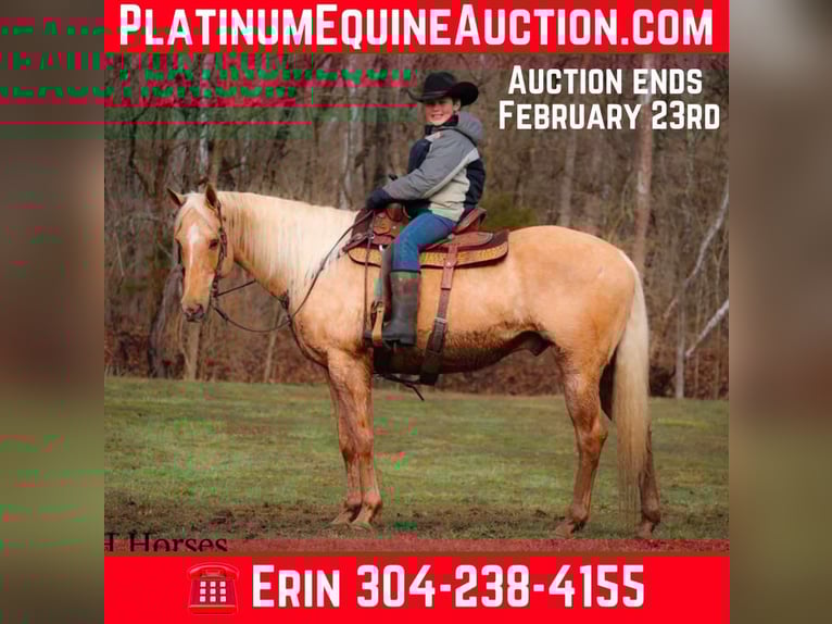 American Quarter Horse Wallach 13 Jahre 163 cm Palomino in Flemingsburg KY