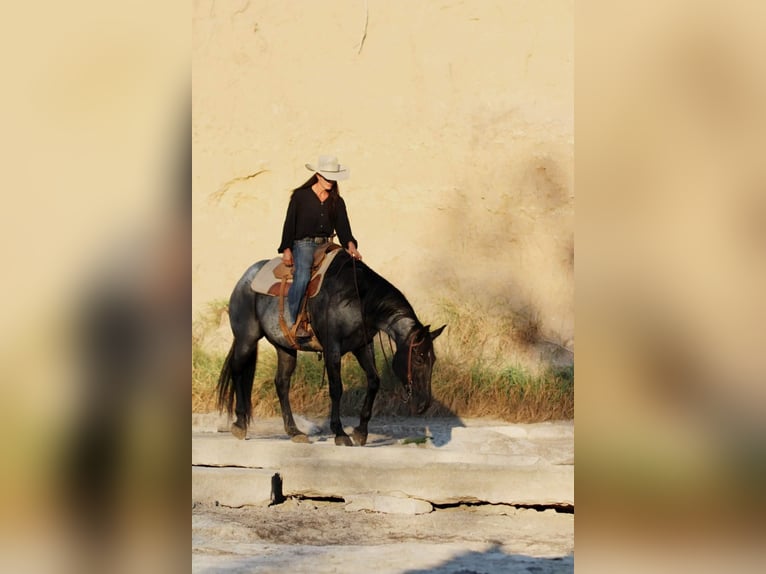 American Quarter Horse Wallach 13 Jahre 163 cm Roan-Blue in WEATHERFORD, TX