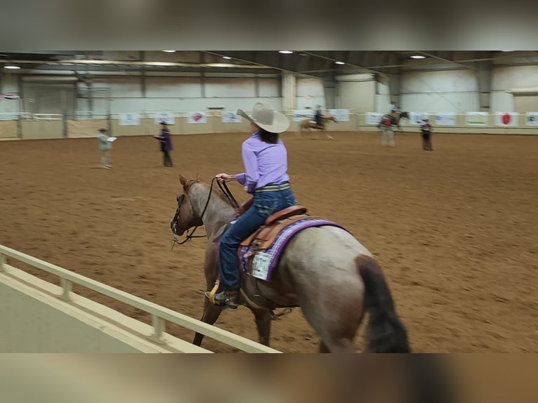 American Quarter Horse Wallach 13 Jahre 163 cm Roan-Red in Terrell