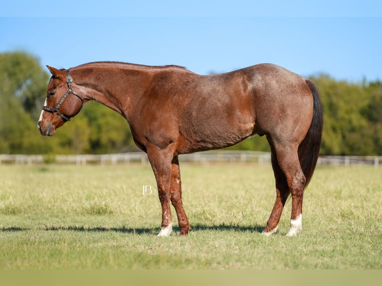 American Quarter Horse Wallach 13 Jahre 163 cm Roan-Red in Terrell