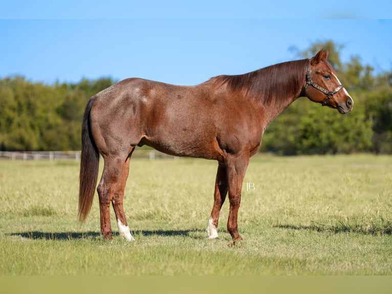 American Quarter Horse Wallach 13 Jahre 163 cm Roan-Red in Terrell