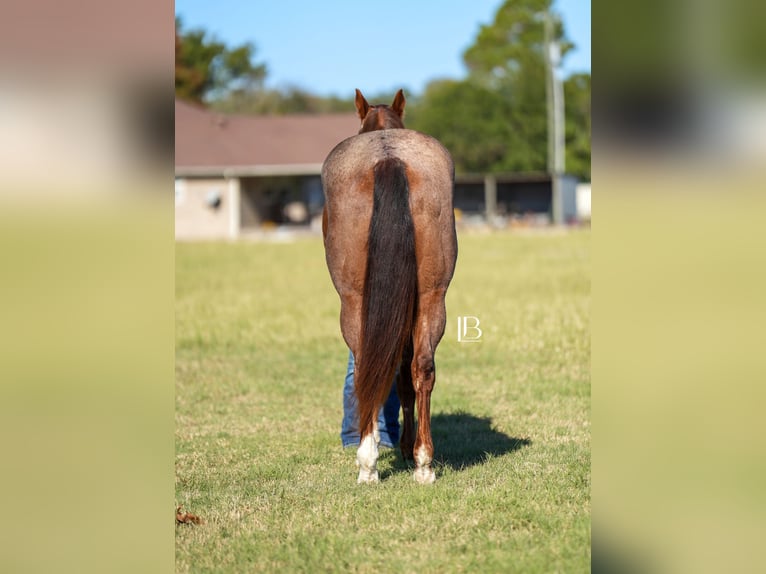 American Quarter Horse Wallach 13 Jahre 163 cm Roan-Red in Terrell