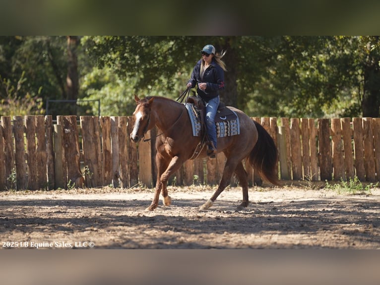 American Quarter Horse Wallach 13 Jahre 163 cm Roan-Red in Terrell