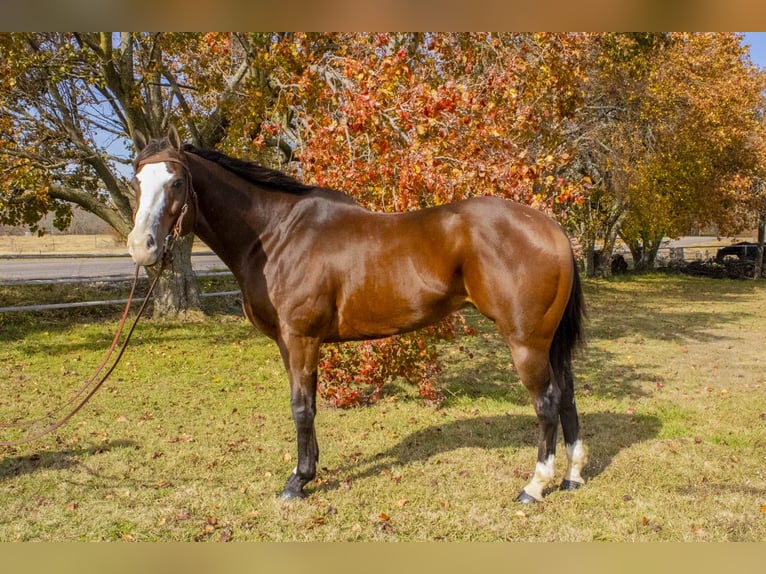 American Quarter Horse Wallach 13 Jahre 163 cm Rotbrauner in Mckinney