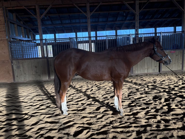 American Quarter Horse Wallach 13 Jahre 163 cm Rotfuchs in Rochester