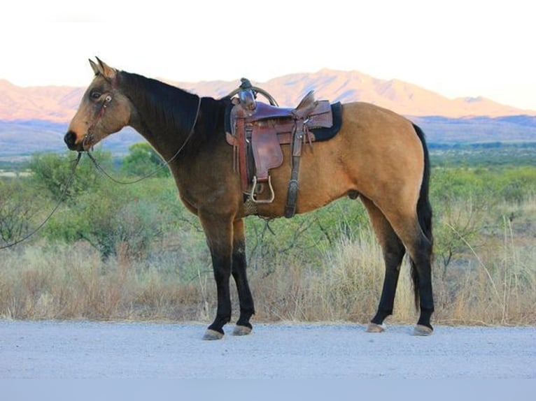 American Quarter Horse Wallach 13 Jahre 165 cm Buckskin in Benson, AZ