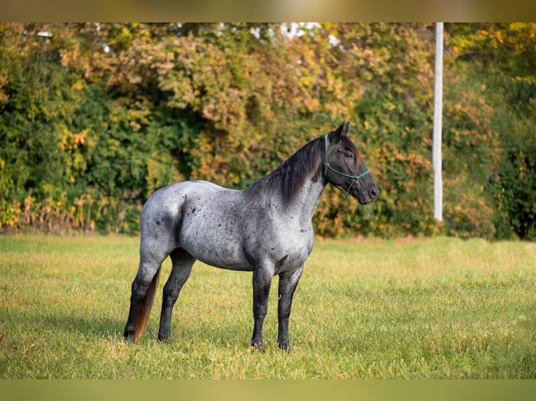 American Quarter Horse Wallach 13 Jahre 165 cm Roan-Blue in Middletown OH