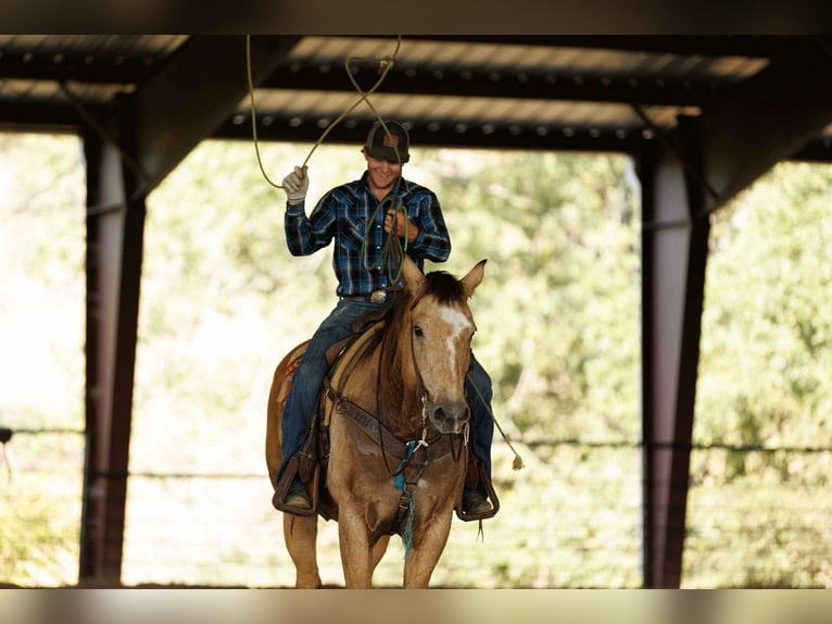 American Quarter Horse Wallach 13 Jahre 168 cm Buckskin in Quitman
