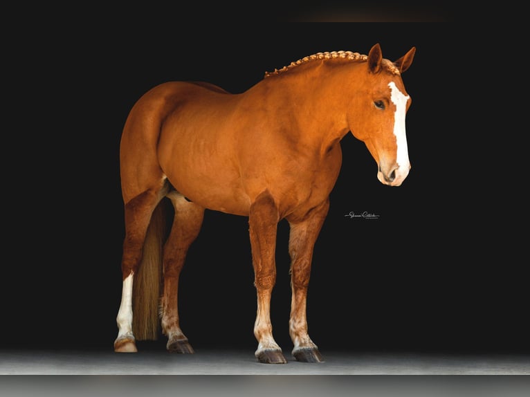 American Quarter Horse Wallach 13 Jahre 168 cm Dunkelfuchs in Ocala FL