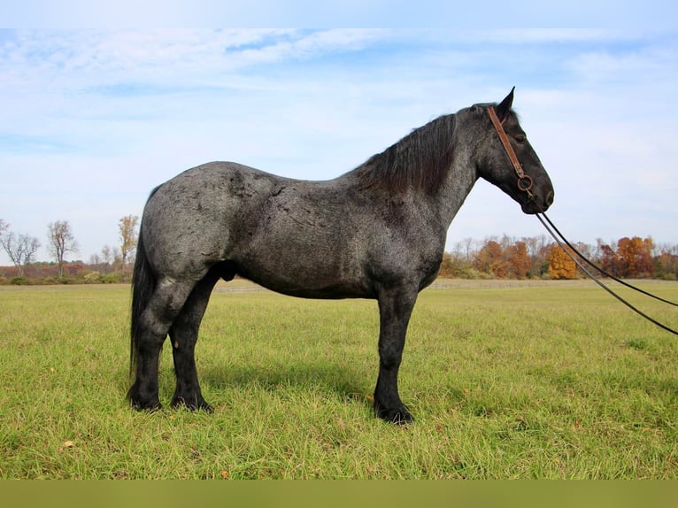 American Quarter Horse Wallach 13 Jahre 173 cm Roan-Blue in Highland MI