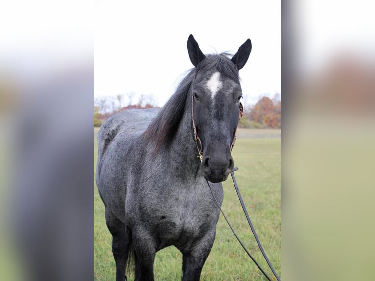 American Quarter Horse Wallach 13 Jahre 173 cm Roan-Blue in Highland MI