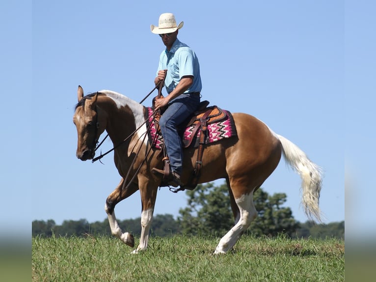 American Quarter Horse Wallach 13 Jahre Buckskin in Mount Vernon KY