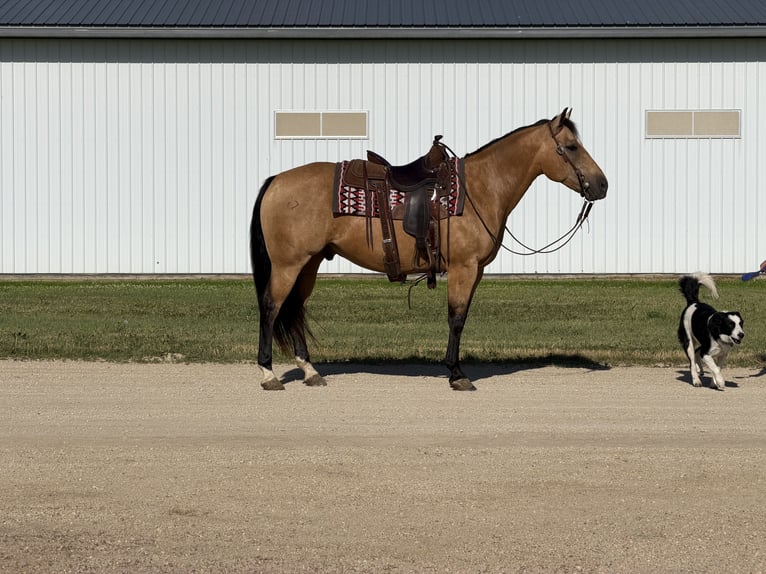 American Quarter Horse Wallach 13 Jahre Buckskin in Cannon Falls
